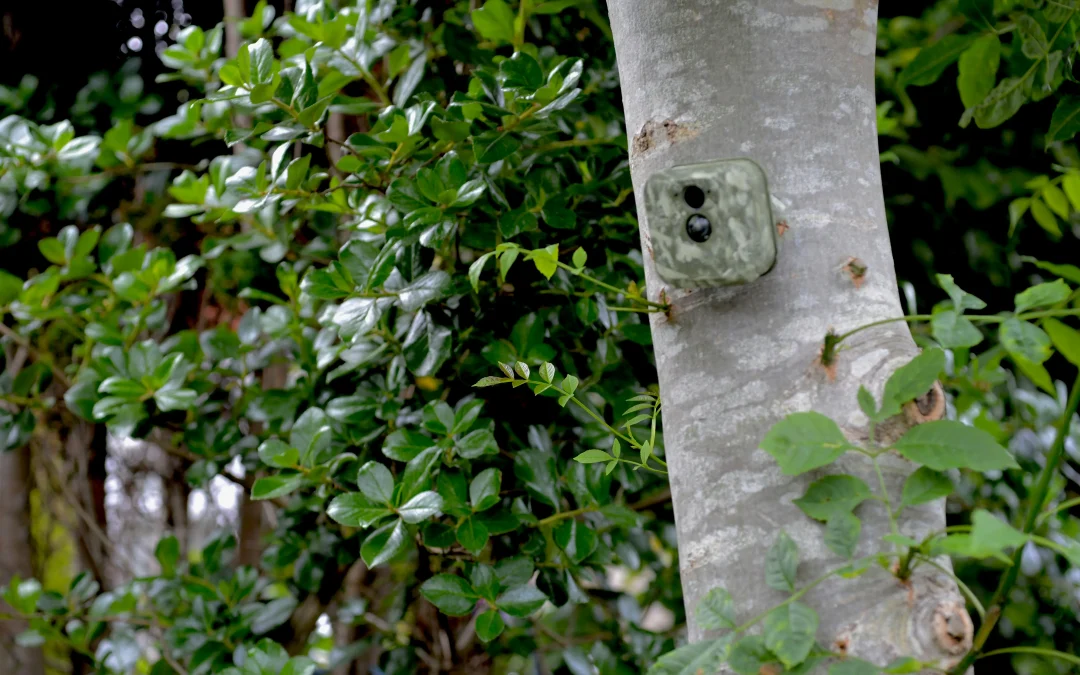 Safeguarding Your Business with Outdoor Security Cameras: A Comprehensive Guide